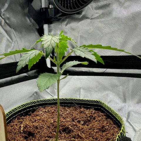 Pineapple Express #1 growlog timeline photo