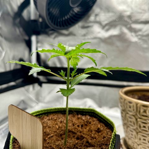 Pineapple Express #1 growlog timeline photo
