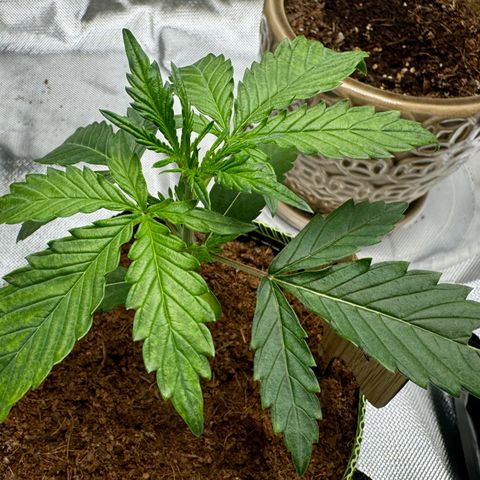Pineapple Express #1 growlog timeline photo