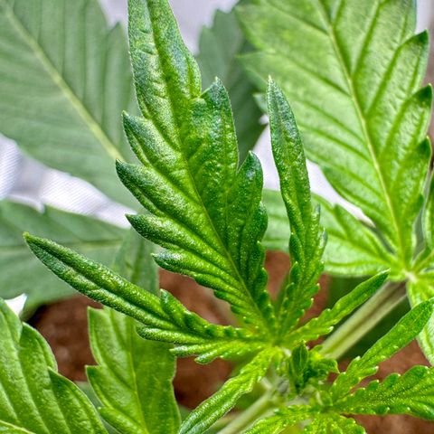 Pineapple Express #1 growlog timeline photo