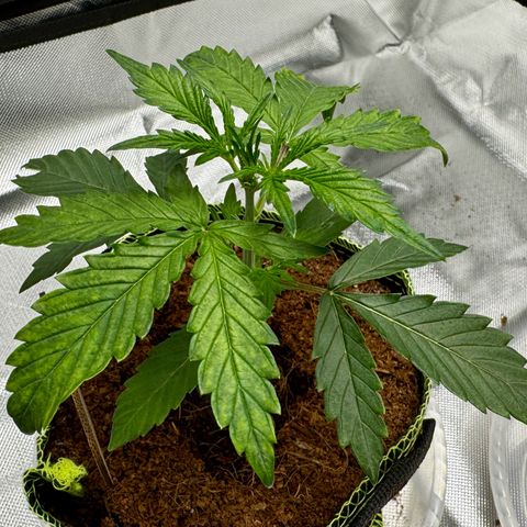 Pineapple Express #1 growlog timeline photo