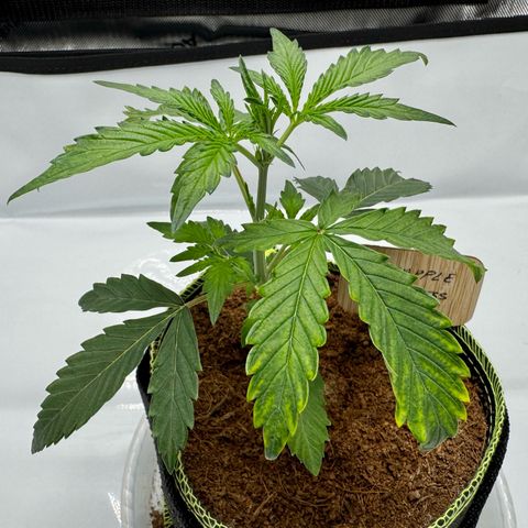 Pineapple Express #1 growlog photo: New 2x3x6’ tent + AC Infinity T4 air handler and filter + Controller 69