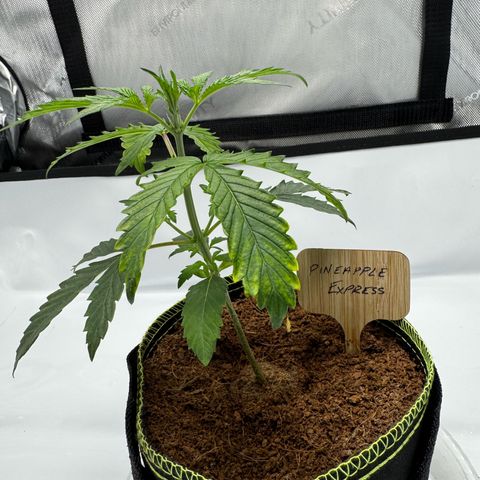 Pineapple Express #1 growlog photo: New 2x3x6’ tent + AC Infinity T4 air handler and filter + Controller 69