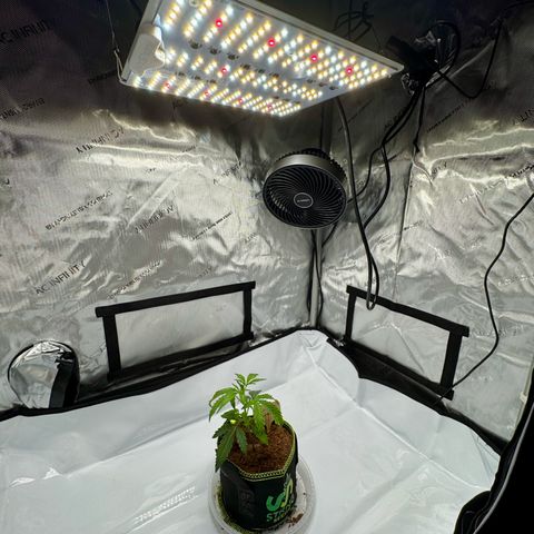 Pineapple Express #1 growlog photo: New 2x3x6’ tent + AC Infinity T4 air handler and filter + Controller 69
