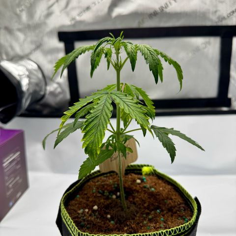 Pineapple Express #1 growlog timeline photo