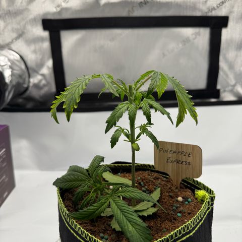 Pineapple Express #1 growlog photo: After topping - removed nodes 4 and 5 - trimmed 60% of growth below node 3
