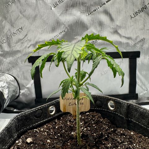 Pineapple Express #1 growlog timeline photo