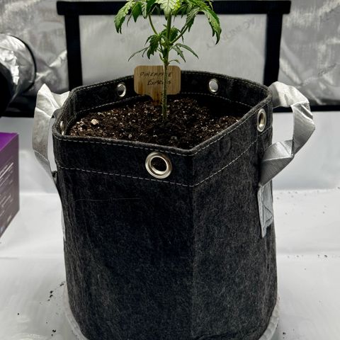 Pineapple Express #1 growlog timeline photo