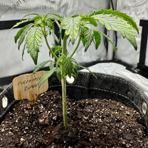 Pineapple Express #1 growlog timeline photo