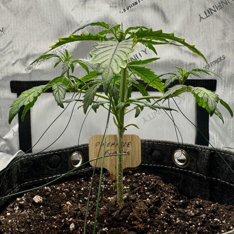 Pineapple Express #1 growlog photo: Plant seems to be thriving in the new environment. New growth, increased size in existing growth. Leaves curl down less than previous days. Color is greener but nute deficiency colors still exist, which will take time to recover