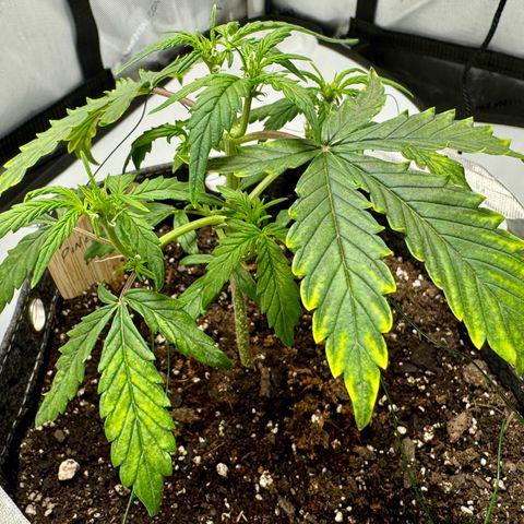 Pineapple Express #1 growlog photo: Plant seems to be thriving in the new environment. New growth, increased size in existing growth. Leaves curl down less than previous days. Color is greener but nute deficiency colors still exist, which will take time to recover