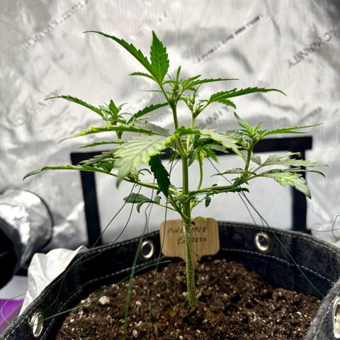 Pineapple Express #1 growlog timeline photo