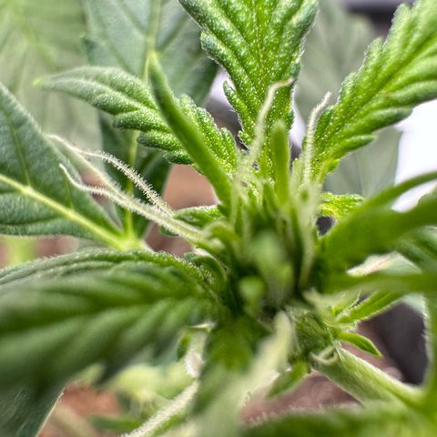 Pineapple Express #1 growlog timeline photo