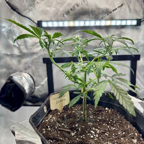 Pineapple Express #1 growlog photo: Removed low stress wiring as plant has had health issues. Removed a few leaves that had red stems