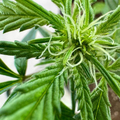 Pineapple Express #1 growlog timeline photo
