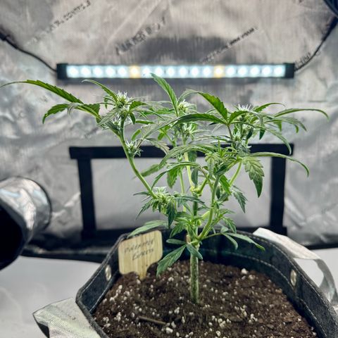 Pineapple Express #1 growlog timeline photo