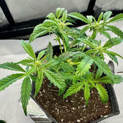 Pineapple Express #1 growlog timeline photo