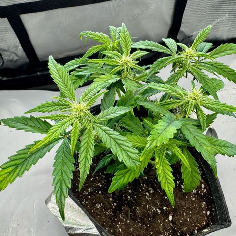 Pineapple Express #1 growlog timeline photo