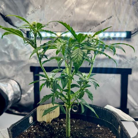 Pineapple Express #1 growlog timeline photo