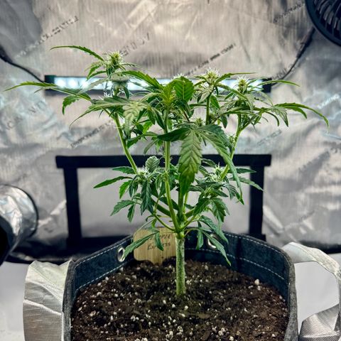 Pineapple Express #1 growlog timeline photo