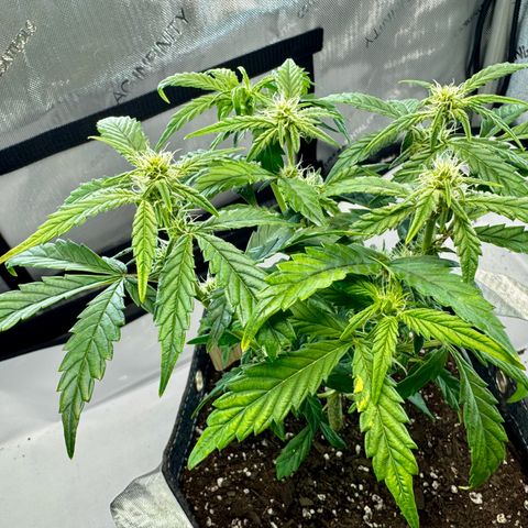 Pineapple Express #1 growlog timeline photo