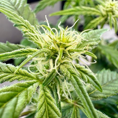Pineapple Express #1 growlog timeline photo