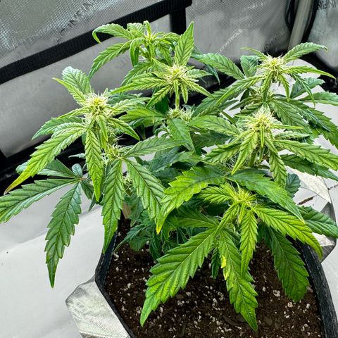 Pineapple Express #1 growlog timeline photo
