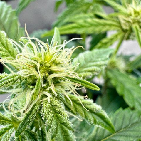 Pineapple Express #1 growlog timeline photo