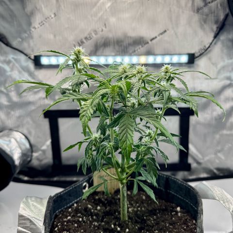 Pineapple Express #1 growlog timeline photo