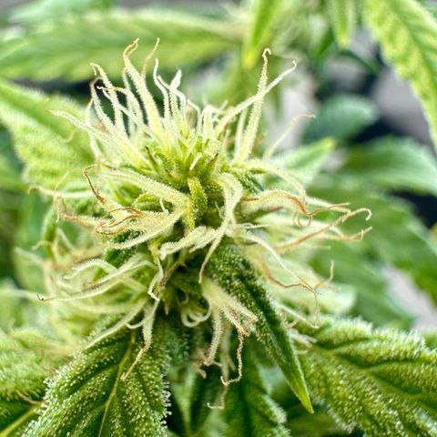 Pineapple Express #1 growlog timeline photo
