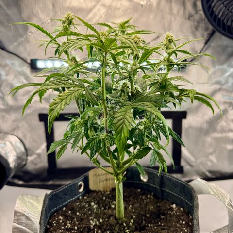 Pineapple Express #1 growlog timeline photo