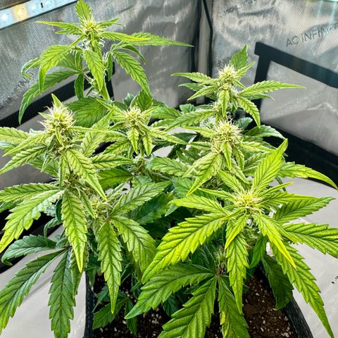 Pineapple Express #1 growlog timeline photo