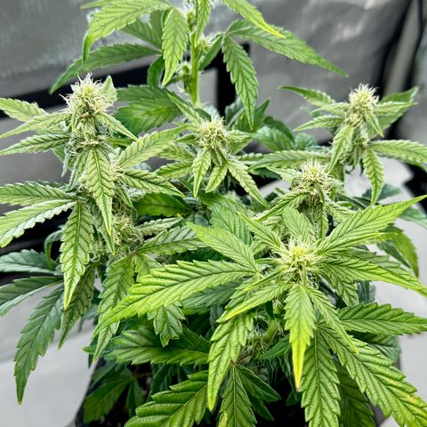 Pineapple Express #1 growlog timeline photo