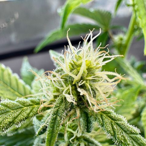 Pineapple Express #1 growlog timeline photo