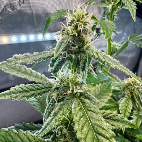 Pineapple Express #1 growlog photo: Plant is showing signs of potassium deficiency. Will increase dosage of nutes tomorrow during feeding and watering.