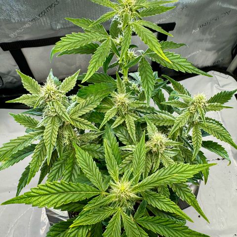 Pineapple Express #1 growlog photo: Plant is showing signs of potassium deficiency. Will increase dosage of nutes tomorrow during feeding and watering.