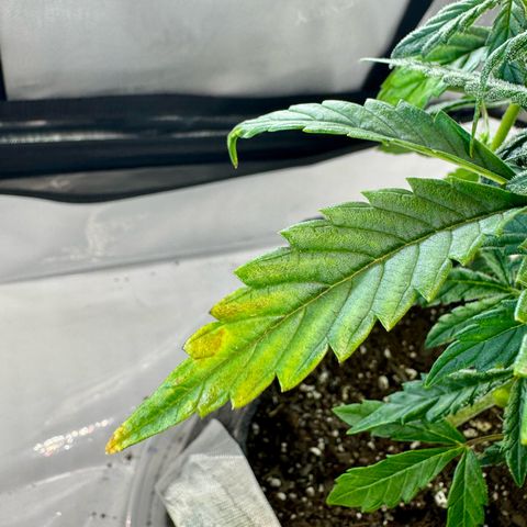 Pineapple Express #1 growlog photo: Plant is showing signs of potassium deficiency. Will increase dosage of nutes tomorrow during feeding and watering.