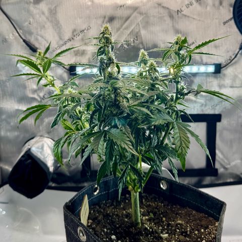 Pineapple Express #1 growlog timeline photo