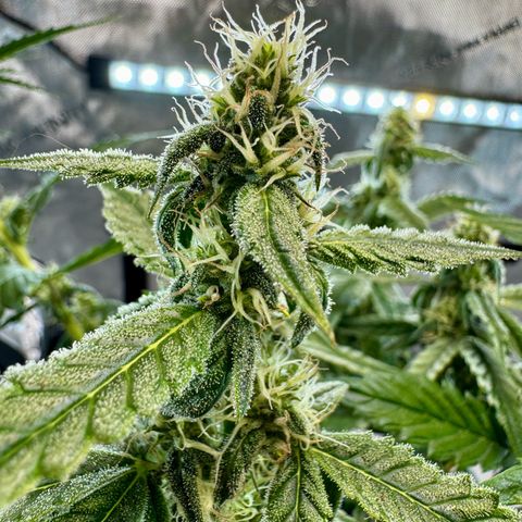 Pineapple Express #1 growlog timeline photo
