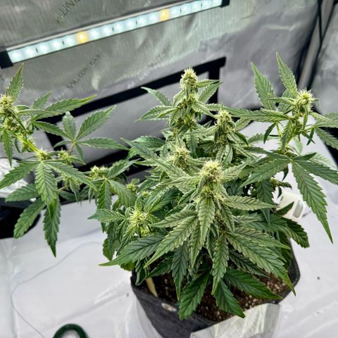 Pineapple Express #1 growlog photo: New light