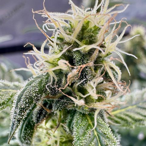 Pineapple Express #1 growlog photo: New light