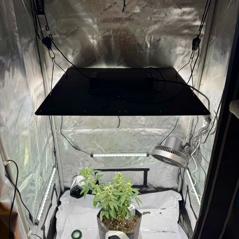 Pineapple Express #1 growlog photo: New light