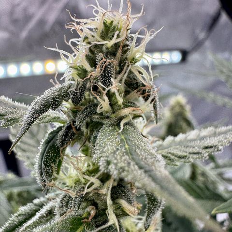 Pineapple Express #1 growlog timeline photo