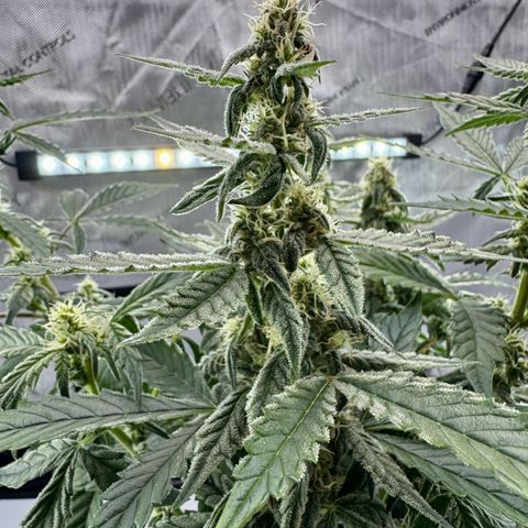 Pineapple Express #1 growlog timeline photo