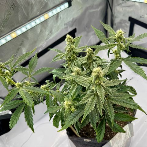 Pineapple Express #1 growlog timeline photo