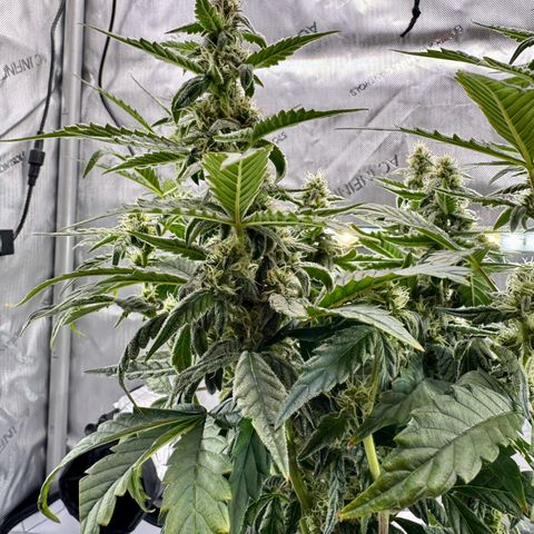 Pineapple Express #1 growlog timeline photo