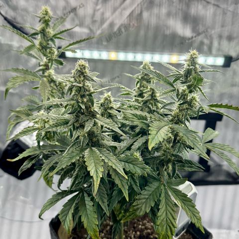 Pineapple Express #1 growlog timeline photo
