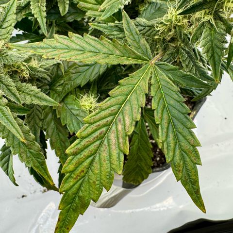 Pineapple Express #1 growlog timeline photo