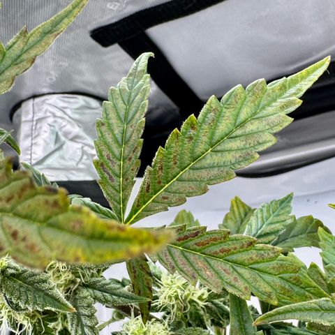 Pineapple Express #1 growlog timeline photo