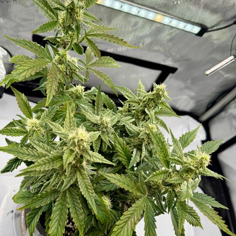Pineapple Express #1 growlog timeline photo